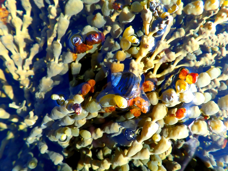The world in a rock pool