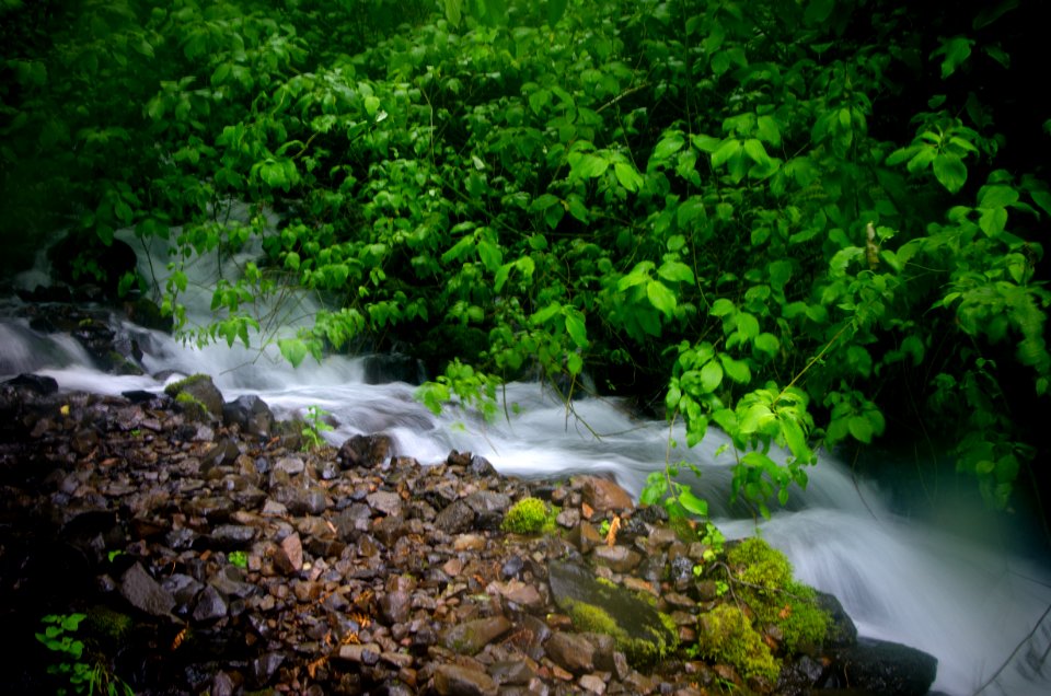 Wahkeena Falls & Branches-Columbia River Gorge
