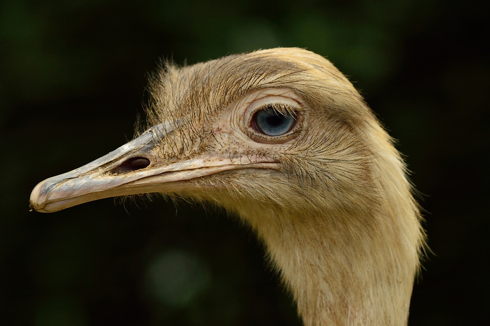 Shameless bird cheeky
