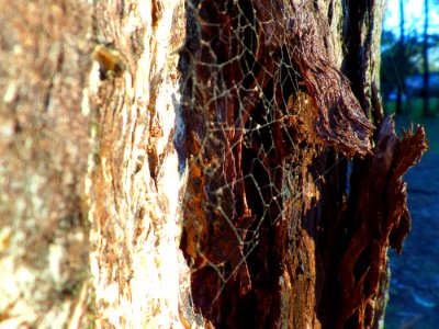 Spider web tree