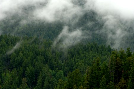 Mack Cr  old growth and cloud layer002