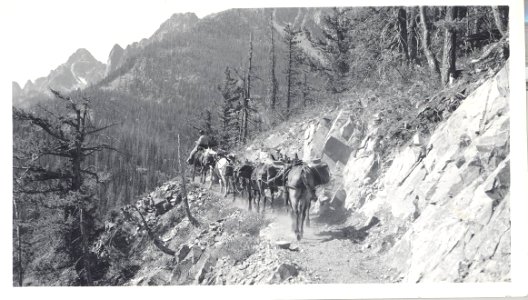 Packing rainbow trout to Hidden Lakes, Eightmile Pass July 1937