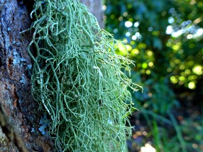 Old man's beard photo