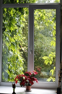 Ivy shine through window sill photo