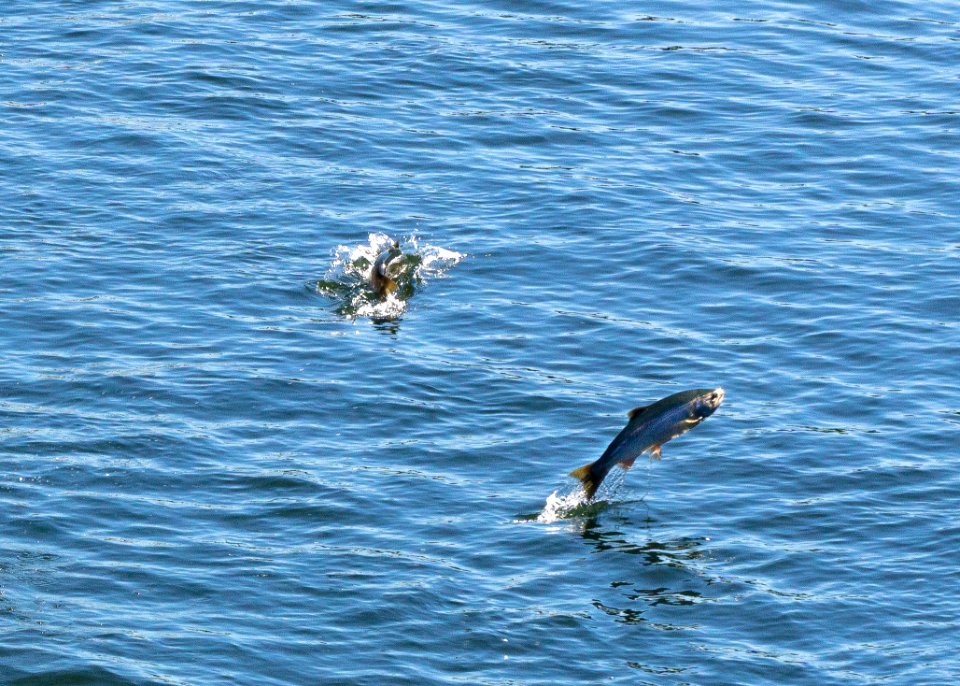 Salmon at Ballard Locks