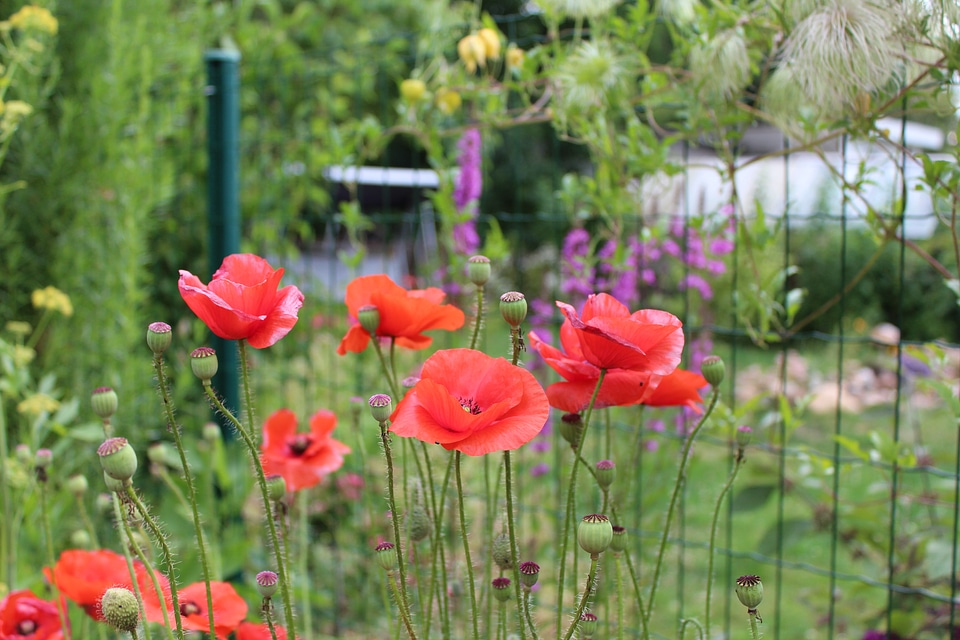 Summer poppy flowers