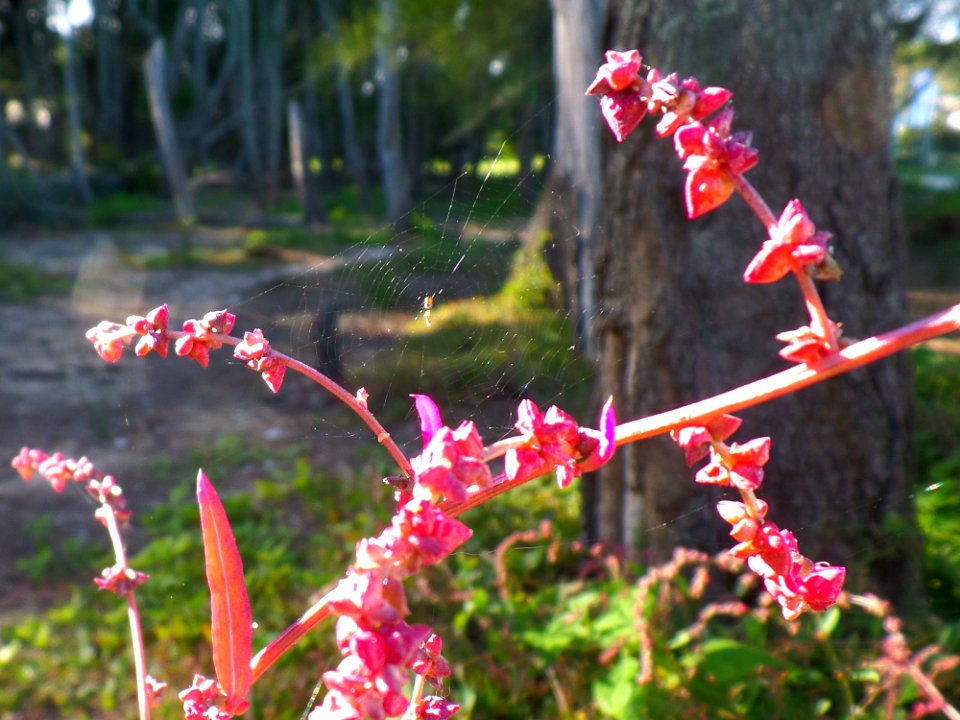 Spiderweb in the sun