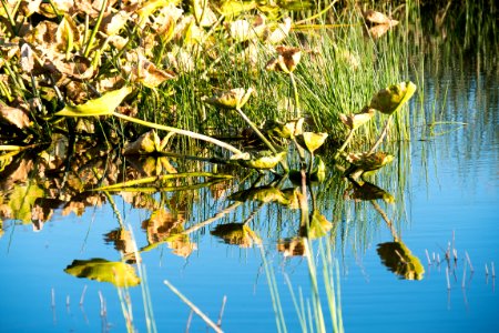 Giant Lilypads in Klamath Marsh-Fremont Winema photo