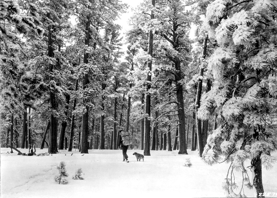 225768 Snowshoeing Through Pines, Fremont NF, OR 1928