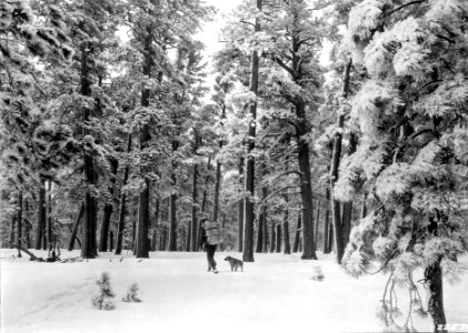 225768 Snowshoeing Through Pines, Fremont NF, OR 1928 photo