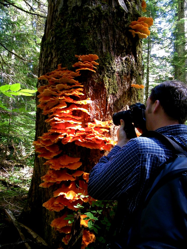 Brandon photographing Chicken of the Woods Mushrooms
