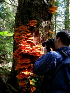 Brandon photographing Chicken of the Woods Mushrooms