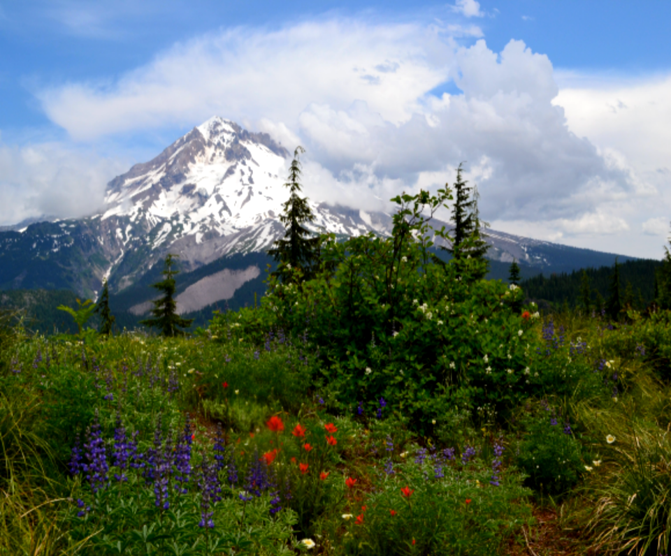 East Zigzag Mountain and Wildflowers, Mt Hood National Forest