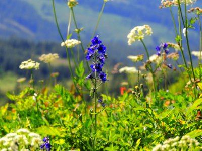 Cow Parsnip & Lupine on Silver Star Trail-Gifford Pinchot photo