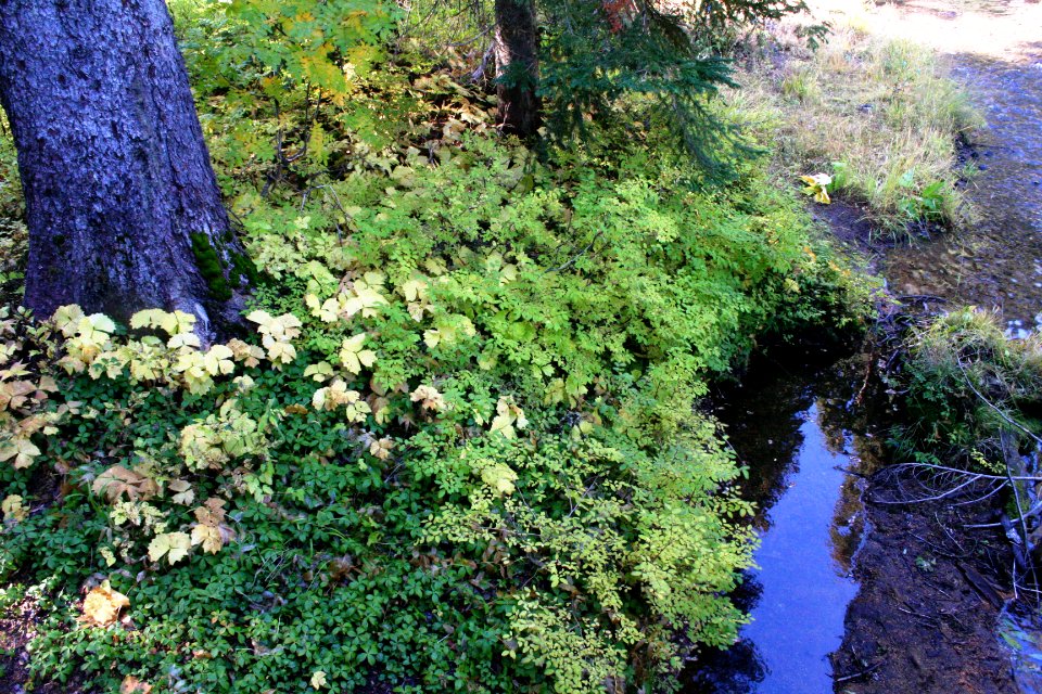 Willamette National Forest, Trapper Creek Outdoor School-122 photo