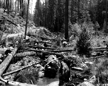 470833 Logging Trash, Dismal Cr, Umpqua NF, OR 1952 photo
