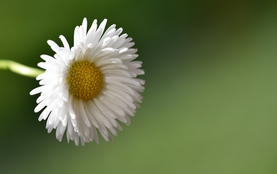 White nature close up