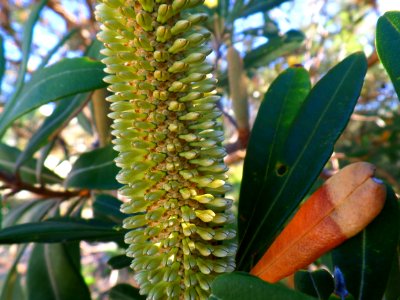 Australian banksia flower photo