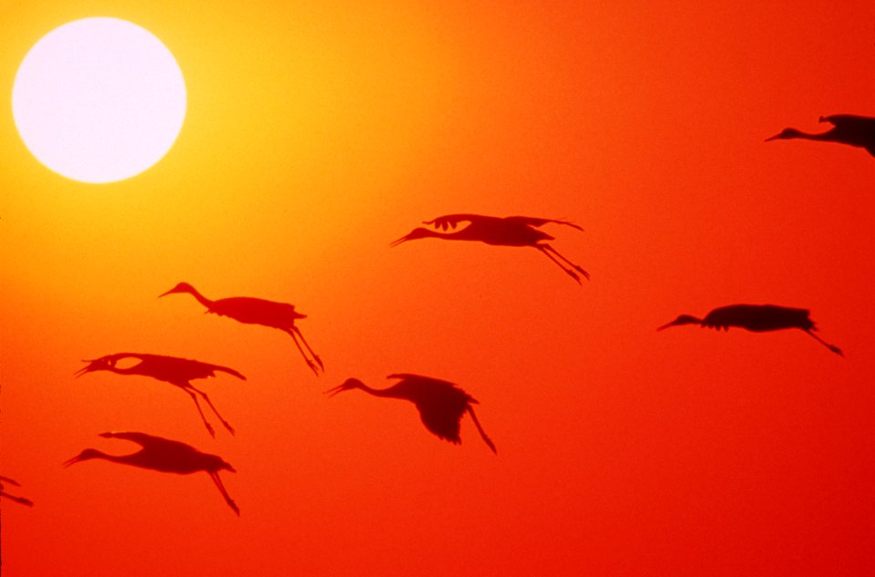 Cranes in flight.jpg