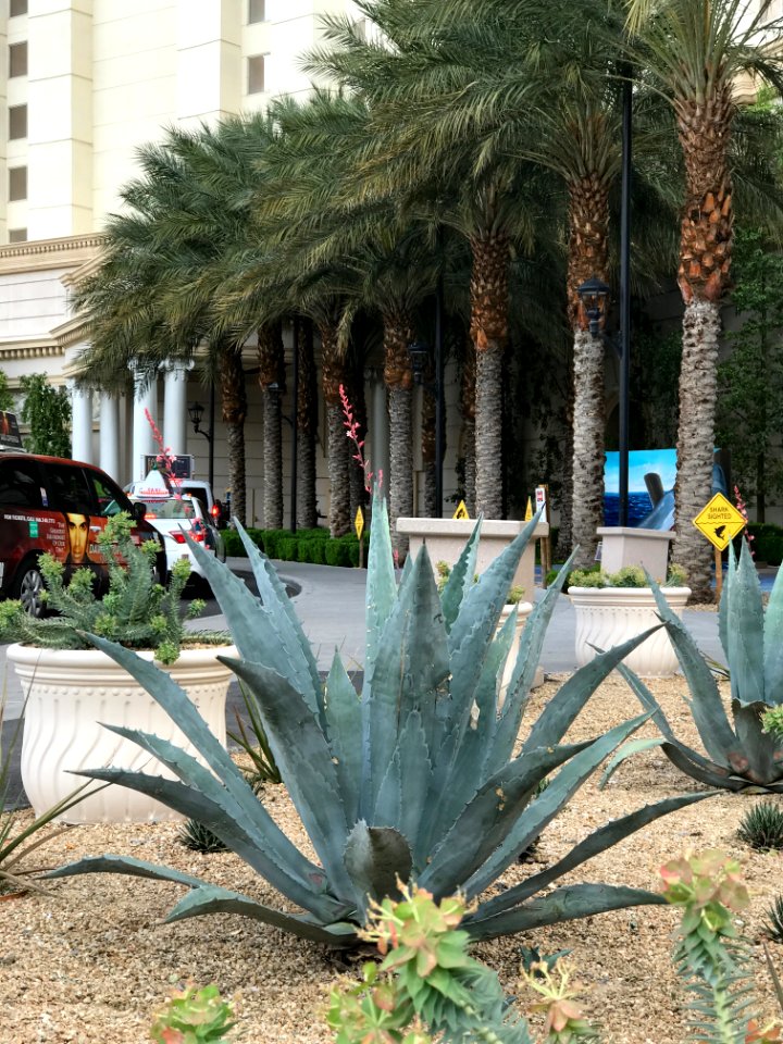 Las Vegas Agave