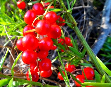 Almost edible (but probably poisonous!)