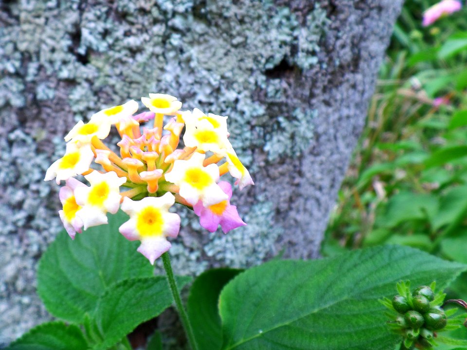 Soft Lantana flower