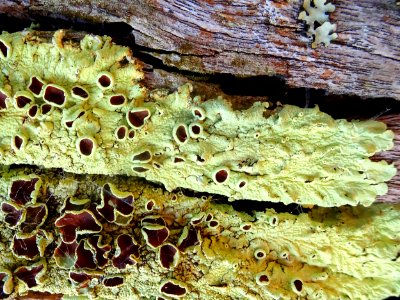 Evidence of alien life