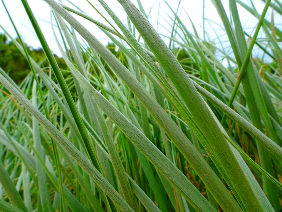 Life in the dunes