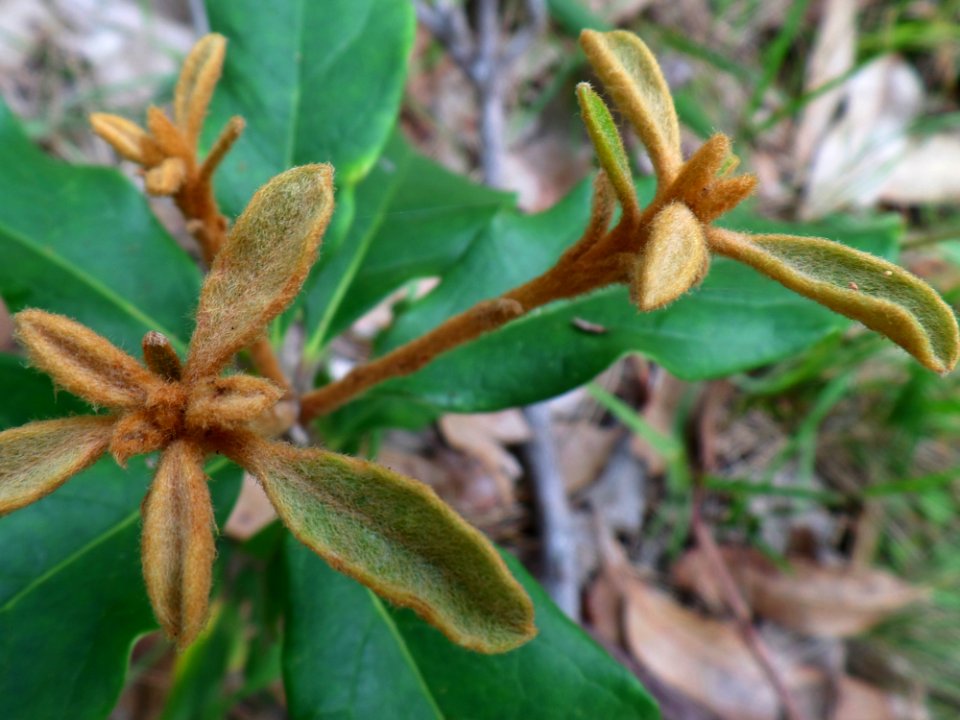Furry flower leaves