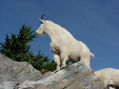 Mountain Goats on Crag, Olympic National Forest photo