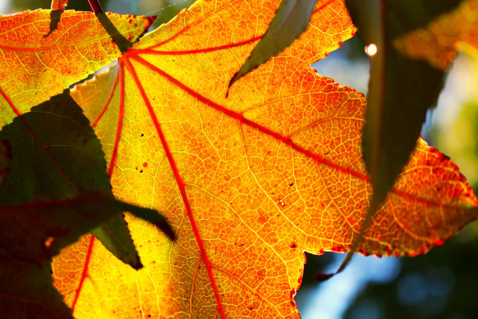 EARLY FALL LEAF CLOSE