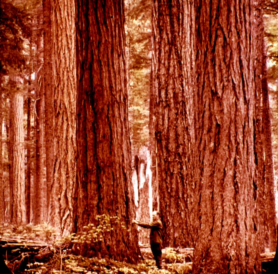 323603 Douglas-fir Stand, Skamania Co., WA 1936