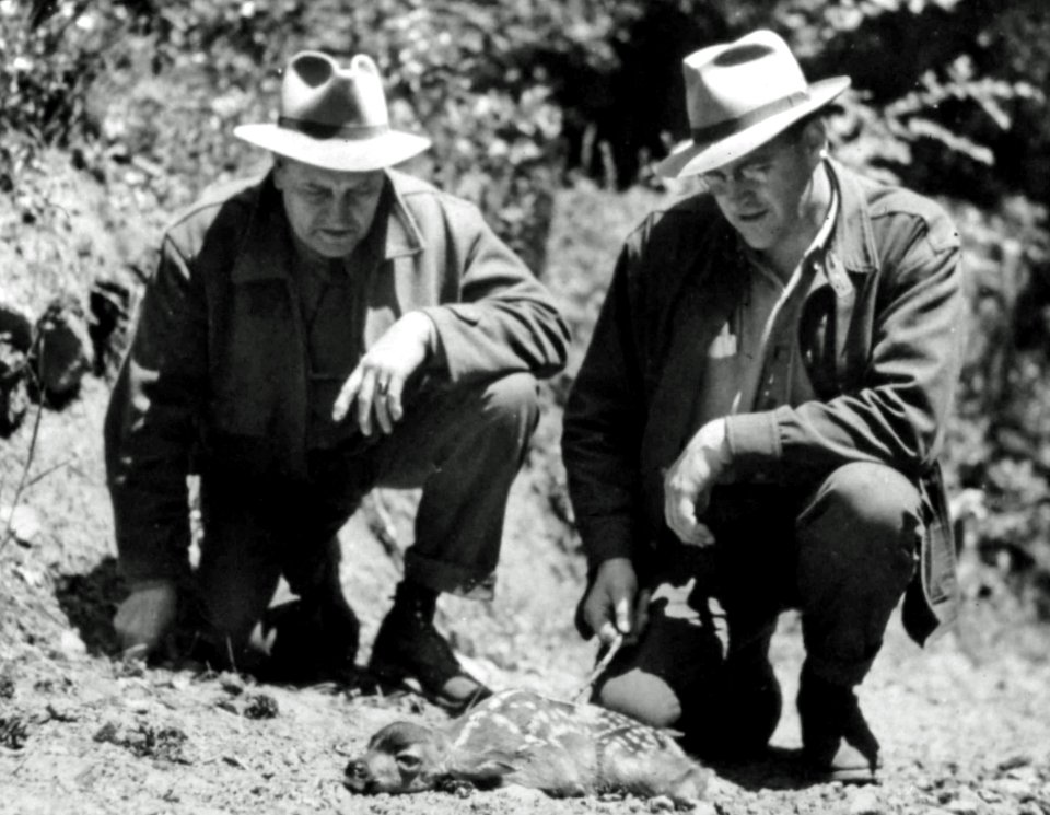 433924 Blacktail Fawn Playing Possum, Umpqua NF 1942 photo