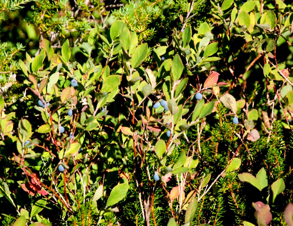 Blueberry Bush at Heather Meadows, Mt Baker Snoqualmie National Forest