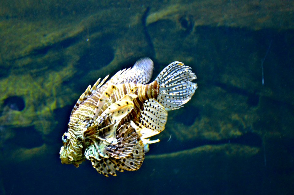 devil fish