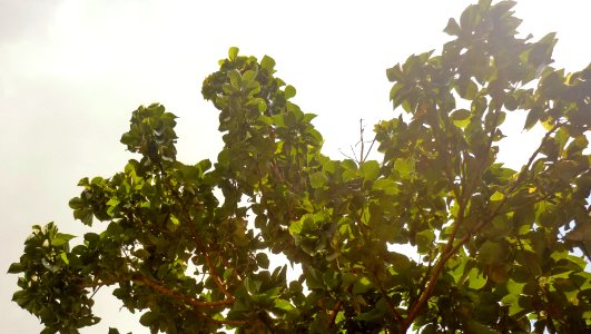 Persea americana Aguacate 3