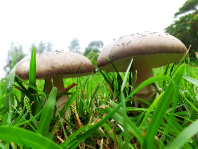A pair of toadstools