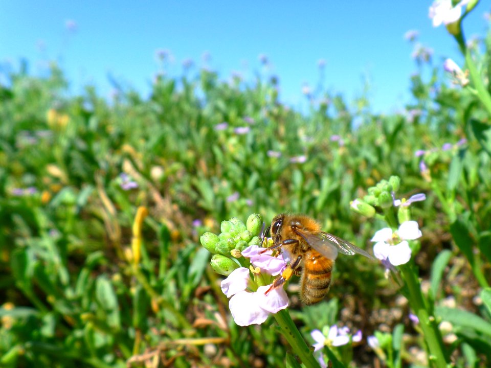 Bee at the beach
