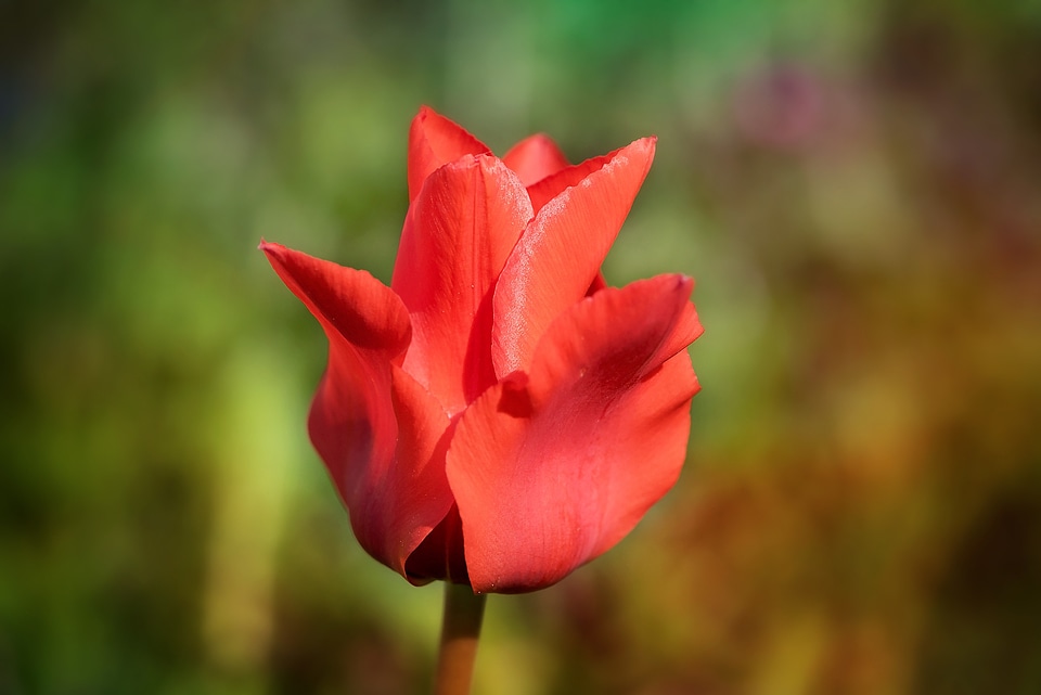 Blossom bloom red