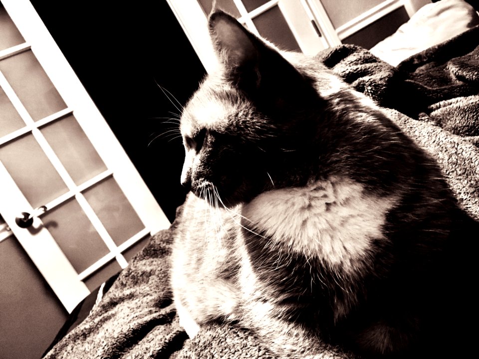 My Cat Connie Love Sitting My Body For Bedtime.