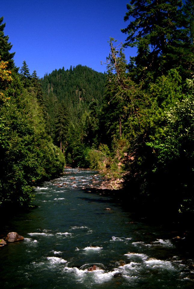 Willamette National Forest, MacKenzie River-2.jpg