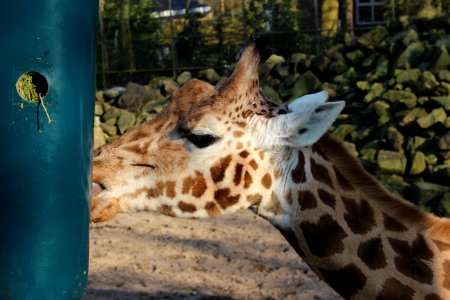 Giraffe