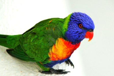 Australian Lorikeet photo