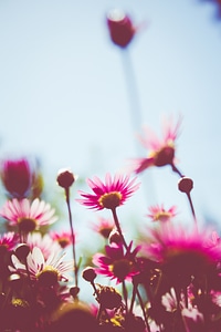 Nature floral summer