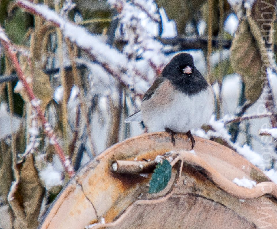 122515 Bird Feeder WH-3