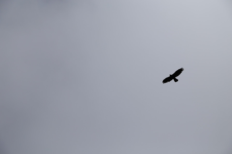 Black and white wings flight