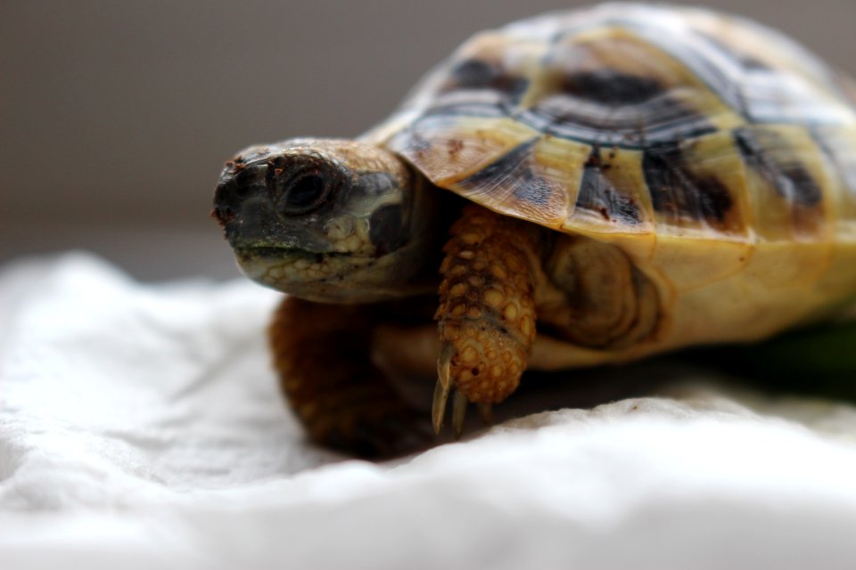 Turtle