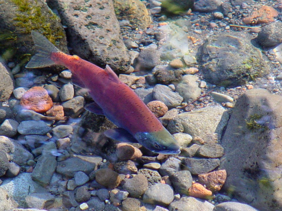 Kokanee Salmon returning to Spawn, Siuslaw National Forest