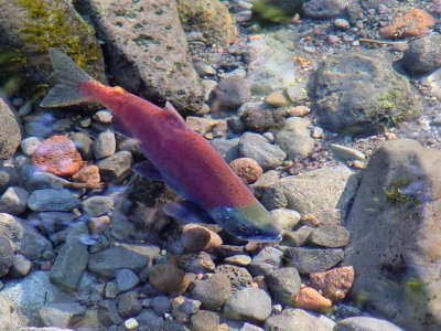 Kokanee Salmon returning to Spawn, Siuslaw National Forest
