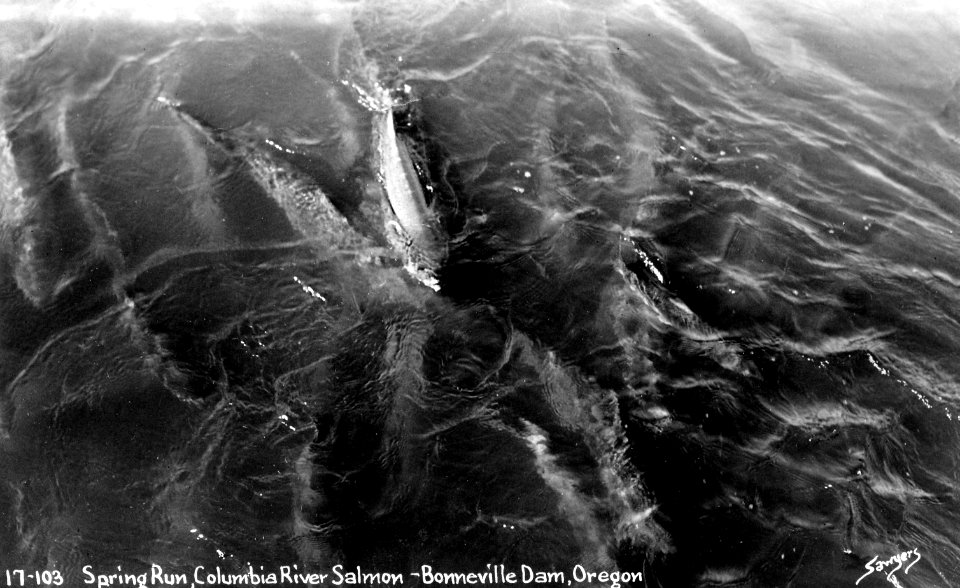 17-103 Spring Run, Columbia River Salmon Bonneville Dam